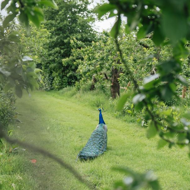 Renew & Rise Retreat 2026